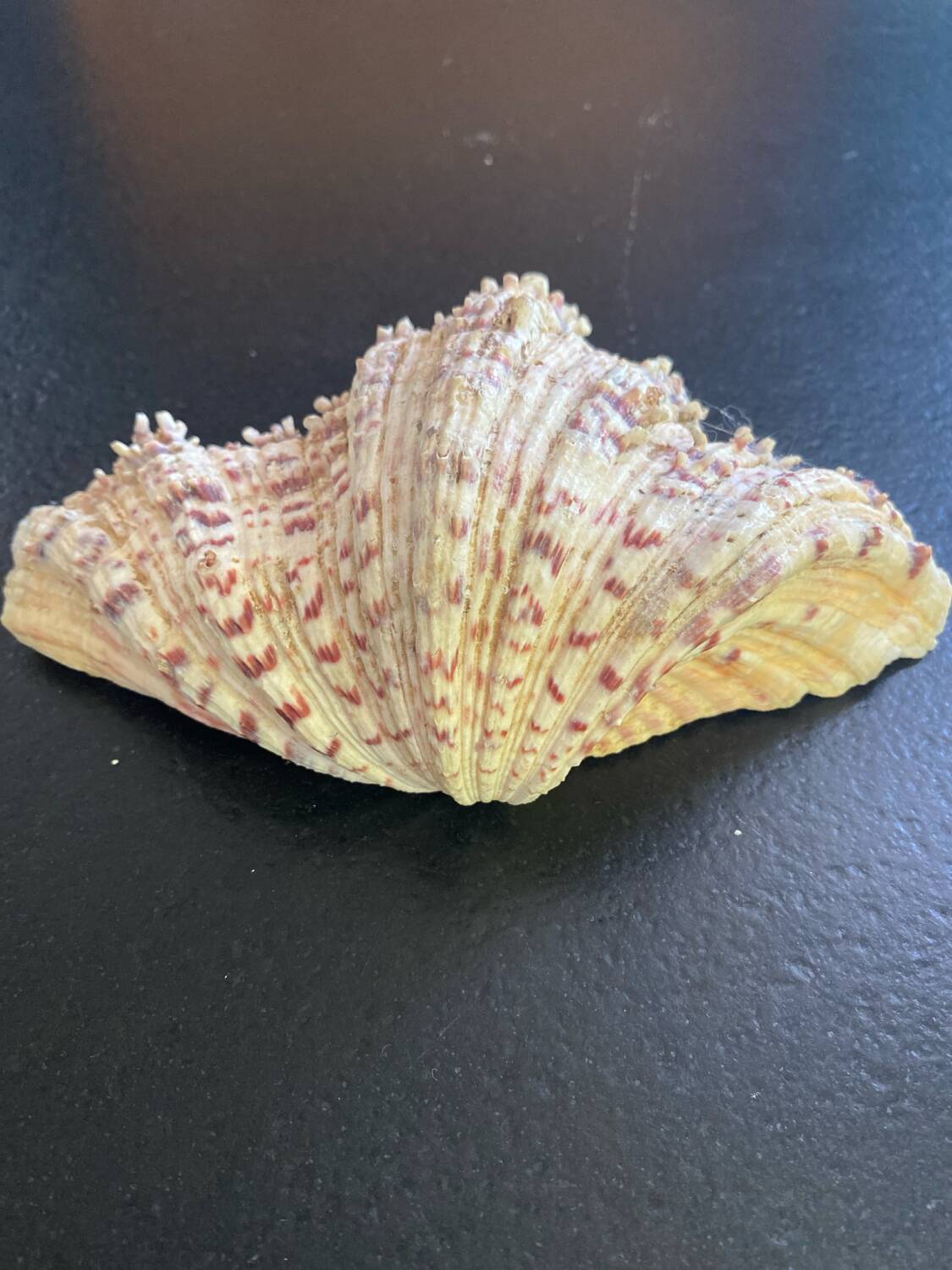 Empty shell stoup pocket