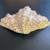 Empty shell stoup pocket