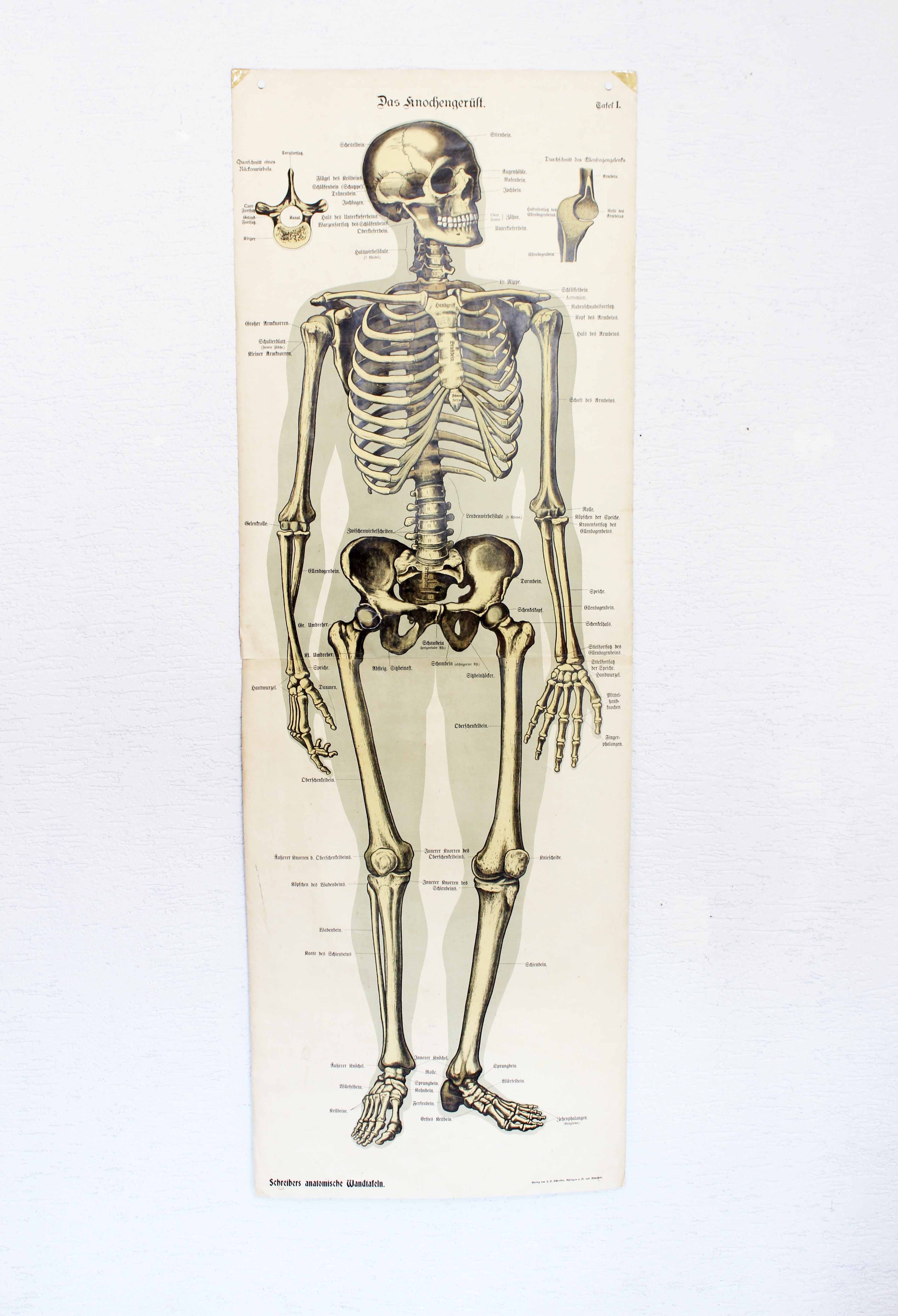 Anatomy poster XIXeme