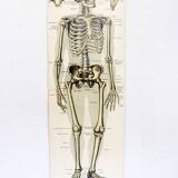 Anatomy poster XIXeme