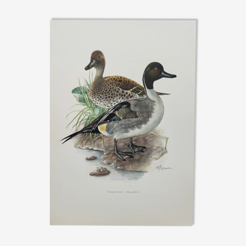 Planche oiseau - Canard Pilet - Illustration ornithologique vintage des années 60