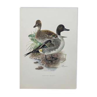 Planche oiseau - Canard Pilet - Illustration ornithologique vintage des années 60