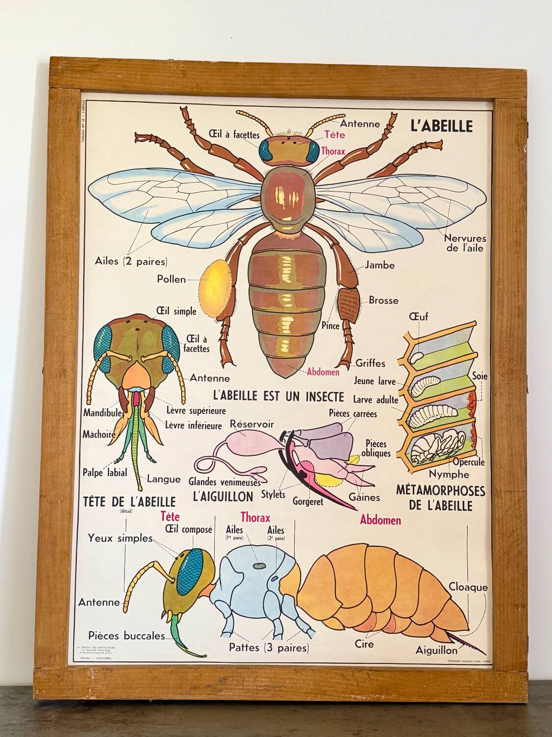 Vintage double-sided school poster “THE BEE / THE FISH”