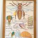 Vintage double-sided school poster “THE BEE / THE FISH”