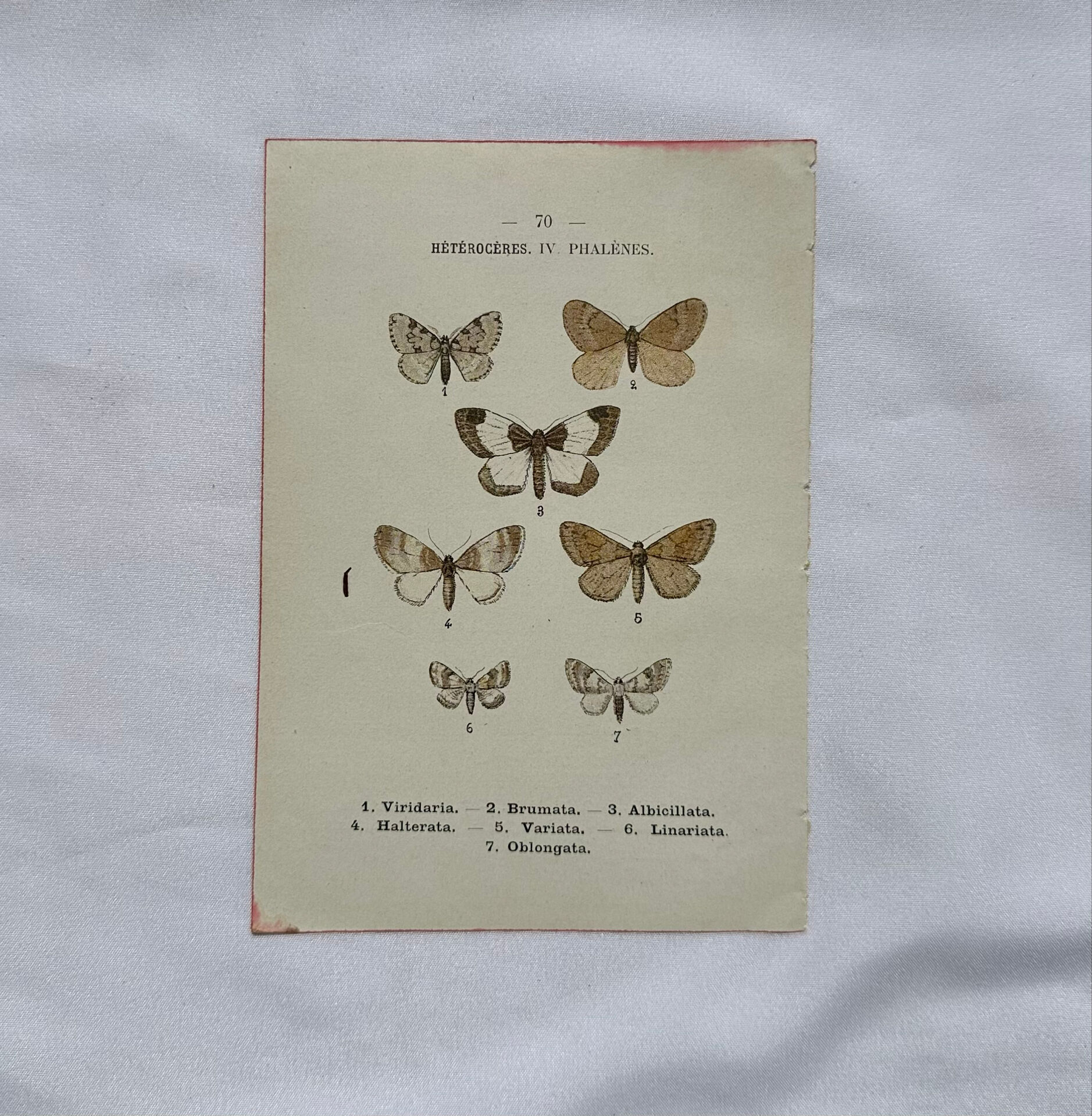 Gravure botanique papillons double face planche naturaliste Eau forte