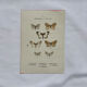 Gravure botanique papillons double face planche naturaliste Eau forte