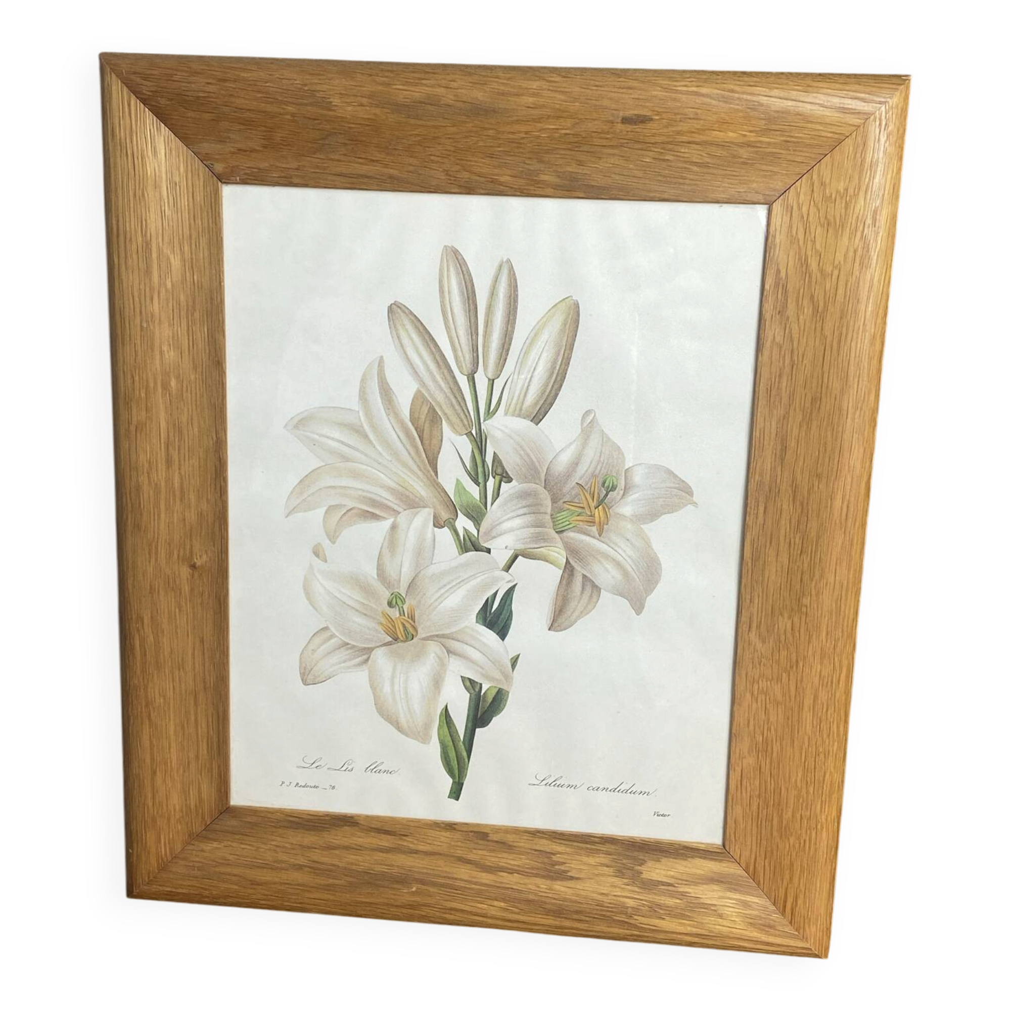 Botanical print, White Lily, P-J Redouté