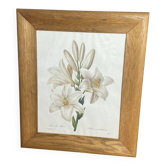 Botanical print, White Lily, P-J Redouté