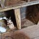 Old trio wooden workshop lockers