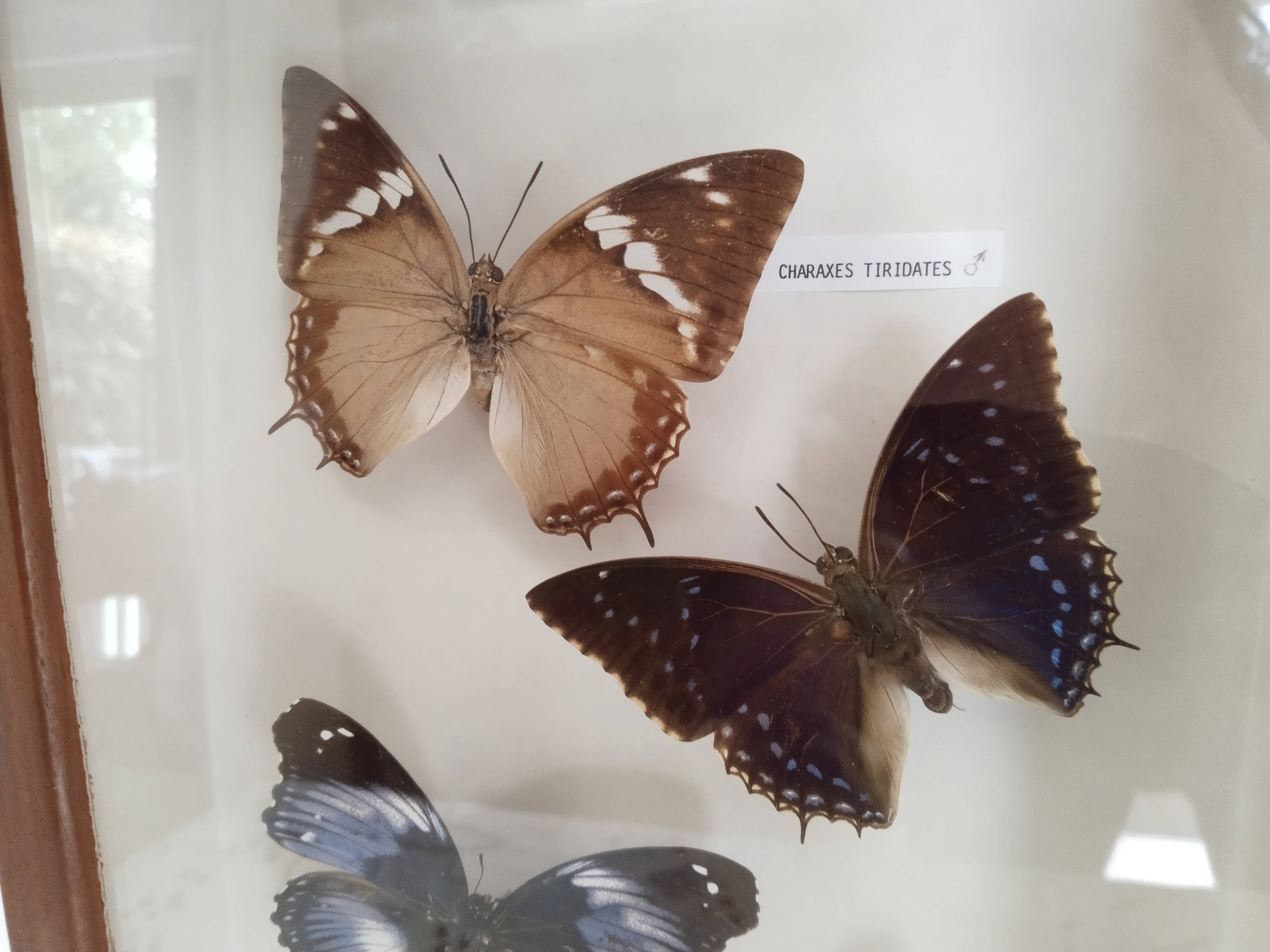 Butterflies stuffed under glass