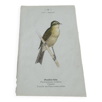 Gravure ancienne planche naturaliste oiseaux 1908