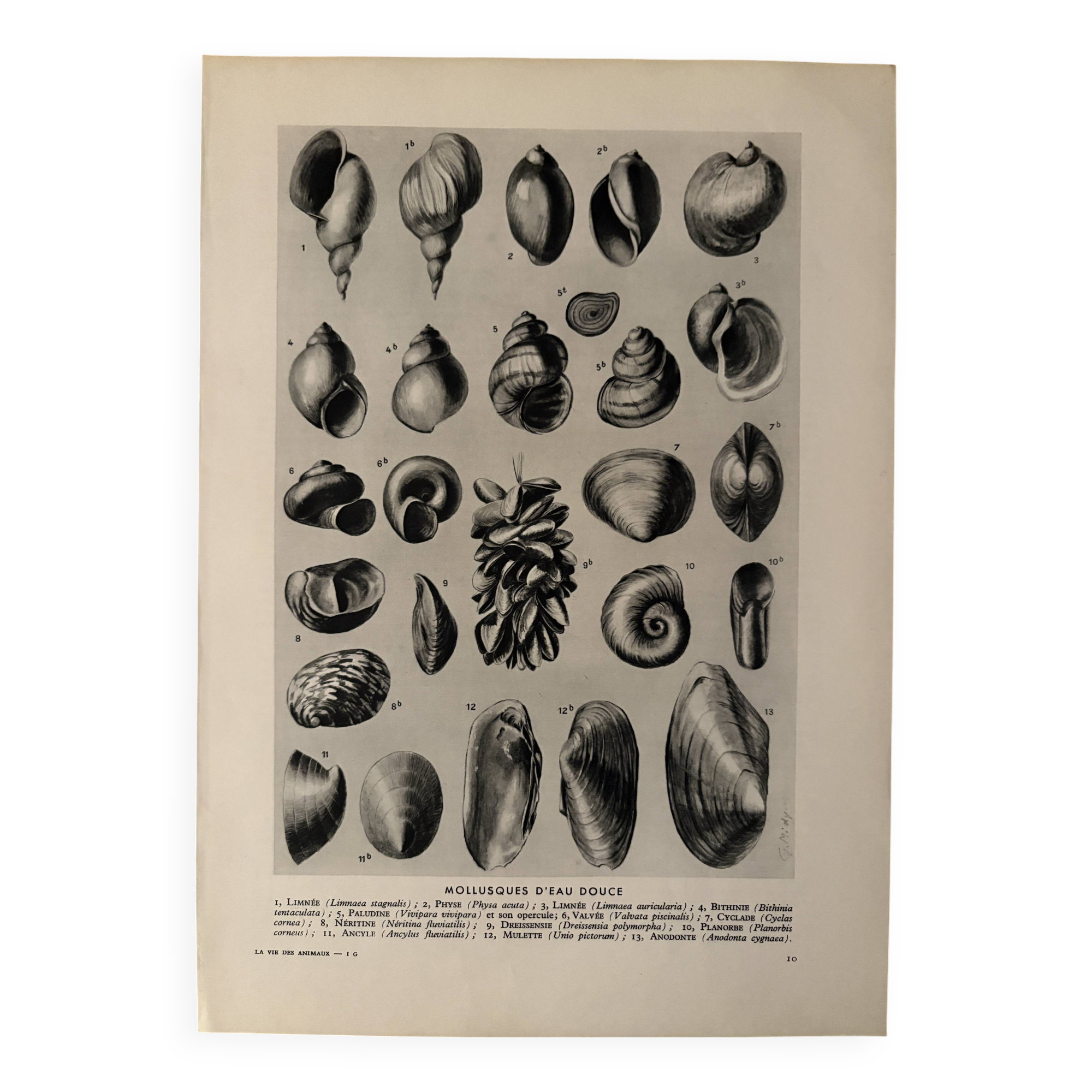 Illustrated plate on shells (freshwater molluscs) – 1950