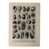 Planche illustrée sur les coquillages (mollusques d'eau douce) – 1950