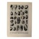 Illustrated plate on shells (freshwater molluscs) – 1950