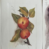Fruit drawings