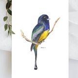 Trogon surrucua - A5