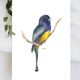 Trogon surrucua