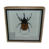 Insecte naturalisé scarabée à 5 cornes : eupatorus gracilicornis