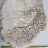 Old white coral on brass base "Pacific Shell", 28 cm