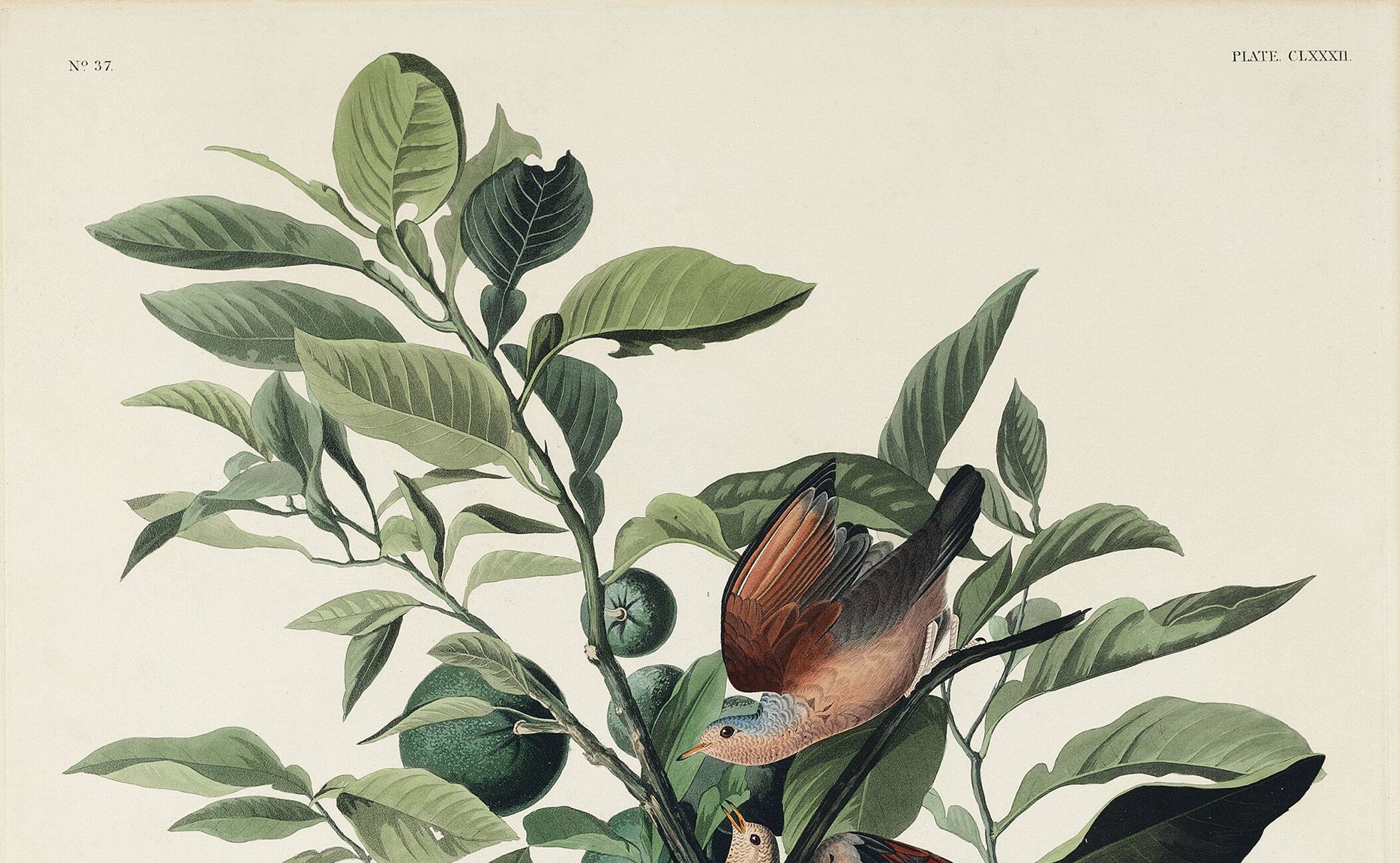 Poster of the Long-tailed Turtle Dove, after an old engraving