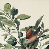 Poster of the Long-tailed Turtle Dove, after an old engraving