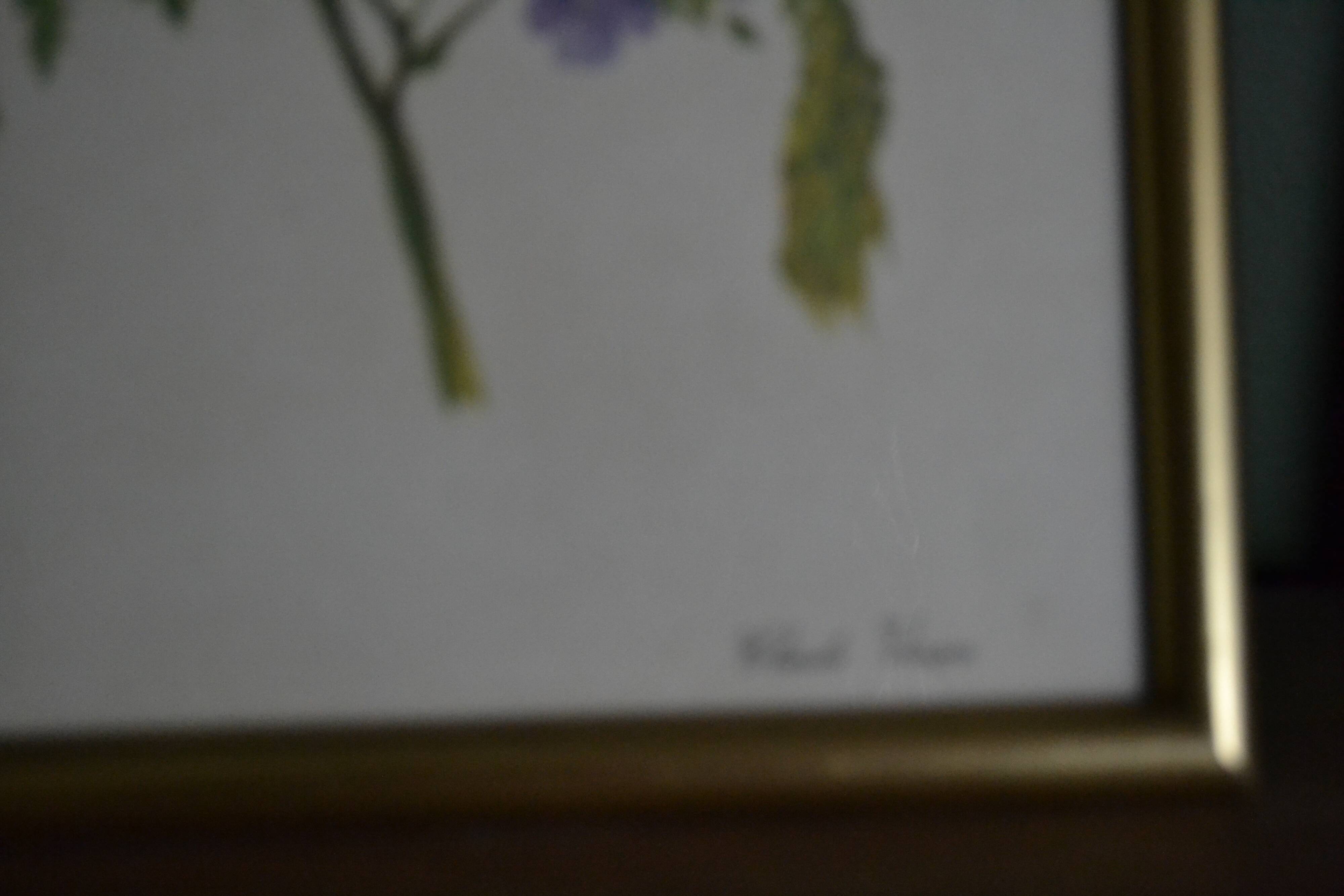 Framed jasmine botanical board