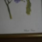 Framed jasmine botanical board