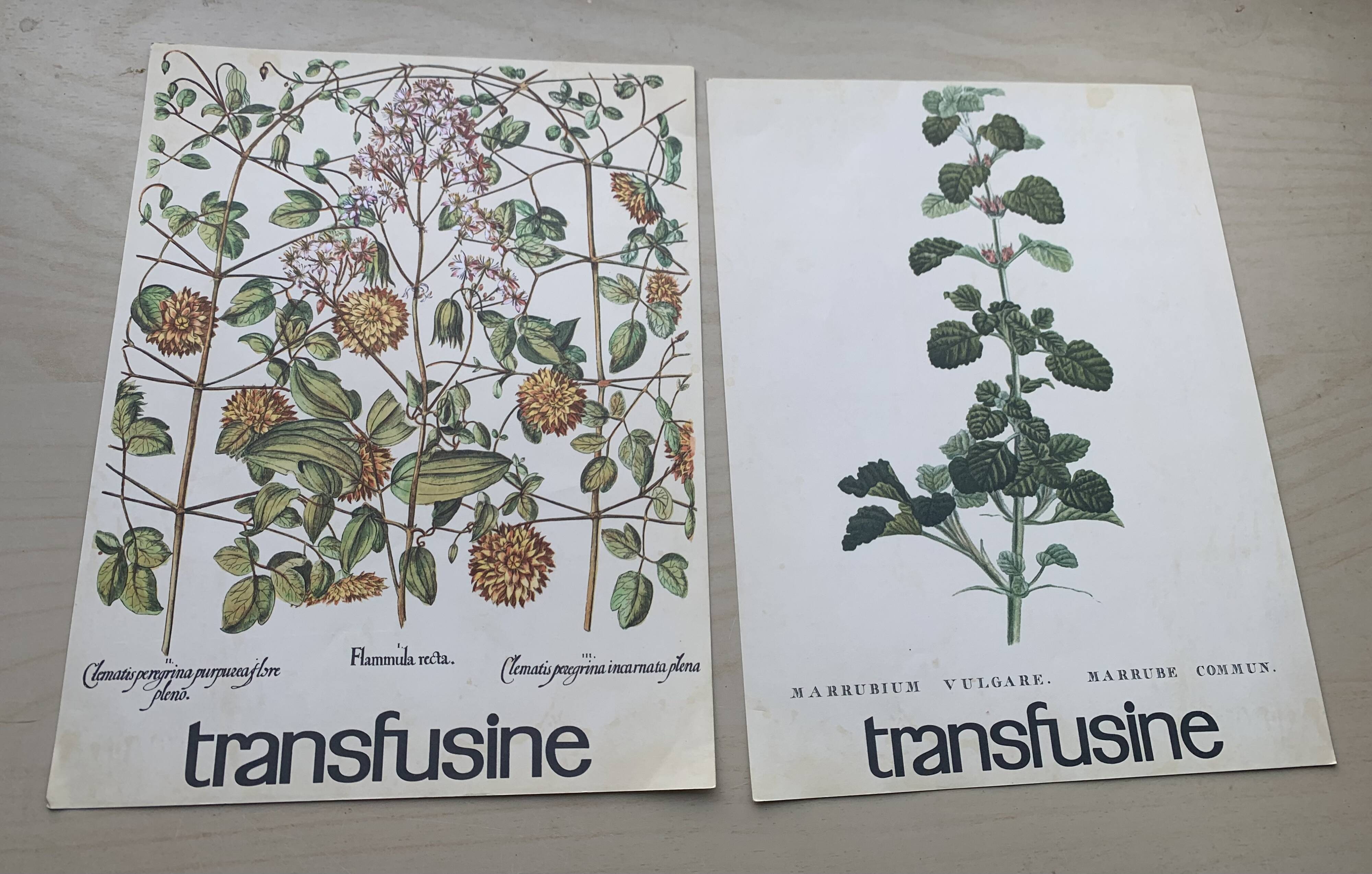 Set of two vintage medical herbarium posters advertising transfusion