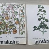 Set of two vintage medical herbarium posters advertising transfusion