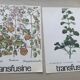 Set of two vintage medical herbarium posters advertising transfusion