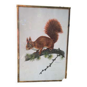 Squirrel frame