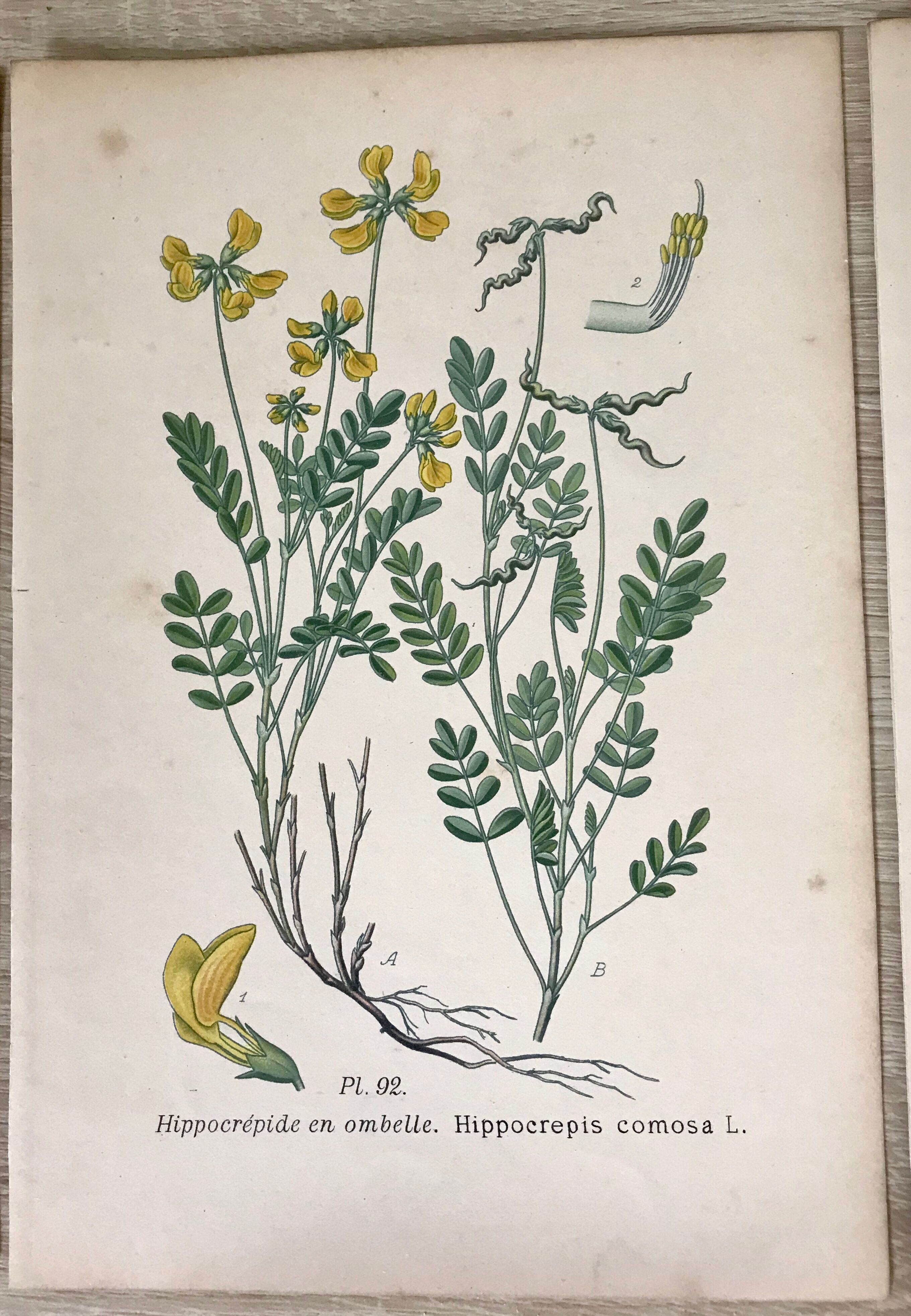 Planches botaniques de fleurs jaunes 1891