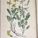Planches botaniques de fleurs jaunes 1891