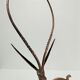 Gazelle antelope brass