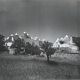 Old black and white silver photography early twentieth century