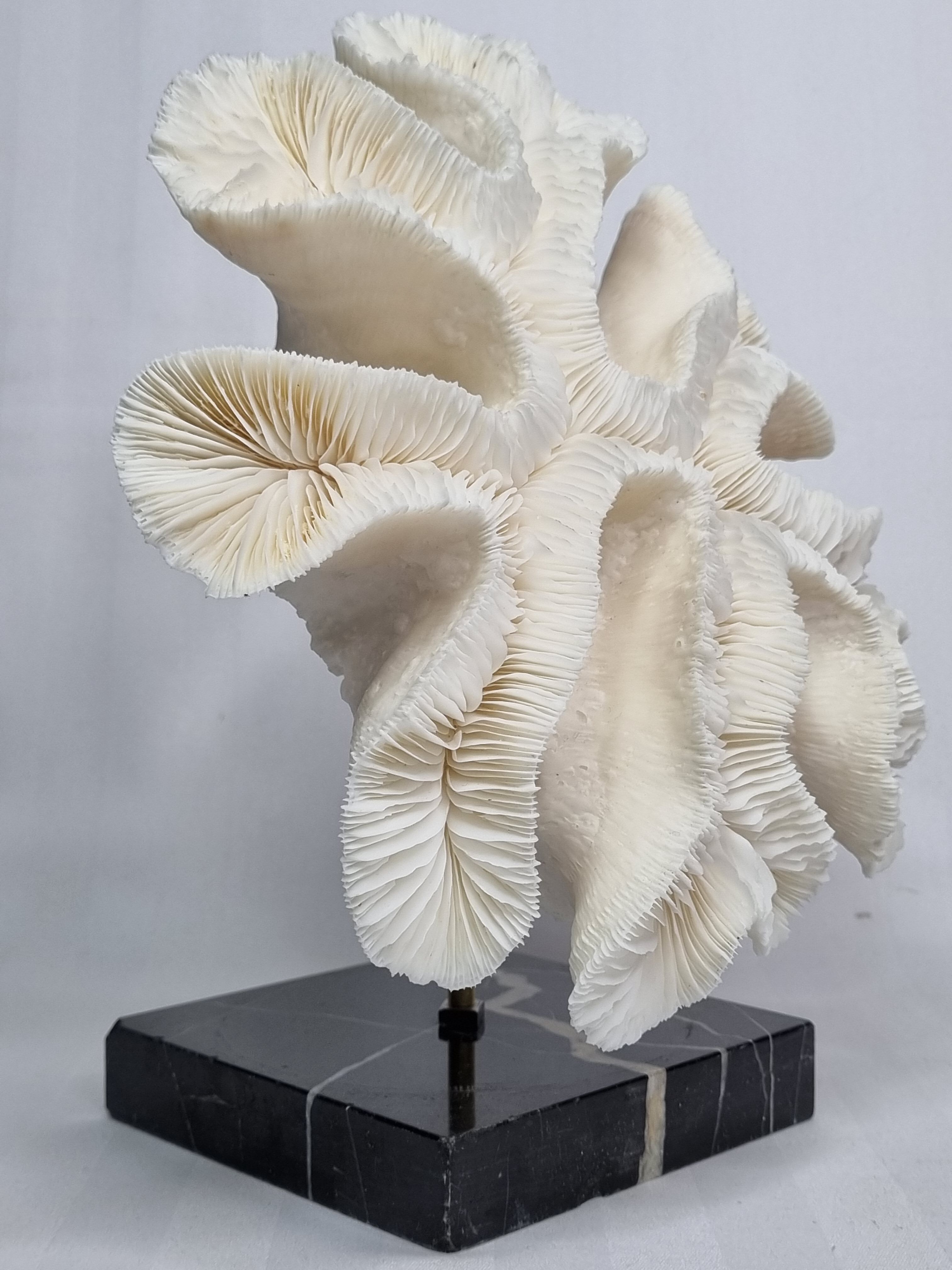 Old white coral "méandrine" on base in veined black marble, 25 cm