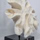 Old white coral "méandrine" on base in veined black marble, 25 cm