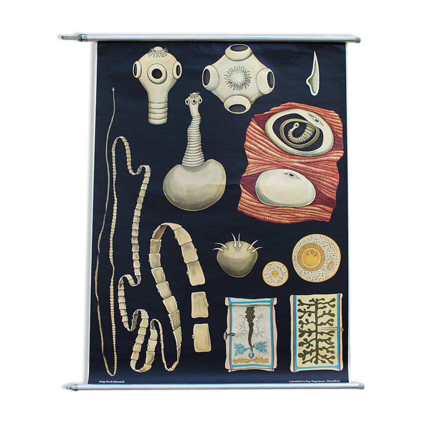 School Poster by Jung-Koch-Quentell, Vermes, Protozoa, 1969