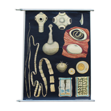 School Poster by Jung-Koch-Quentell, Vermes, Protozoa, 1969