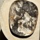 Very large pocket or dish in petrified wood