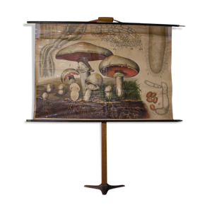 Affiche pédagogique champignon