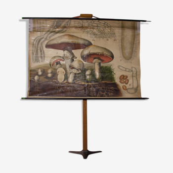 Displays educational mushroom 1899