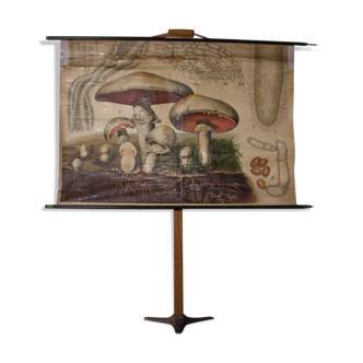 Displays educational mushroom 1899