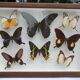 Showcase frame 8 butterflies of the world naturalized vintage 1970's
