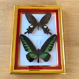 Naturalized butterfly frame