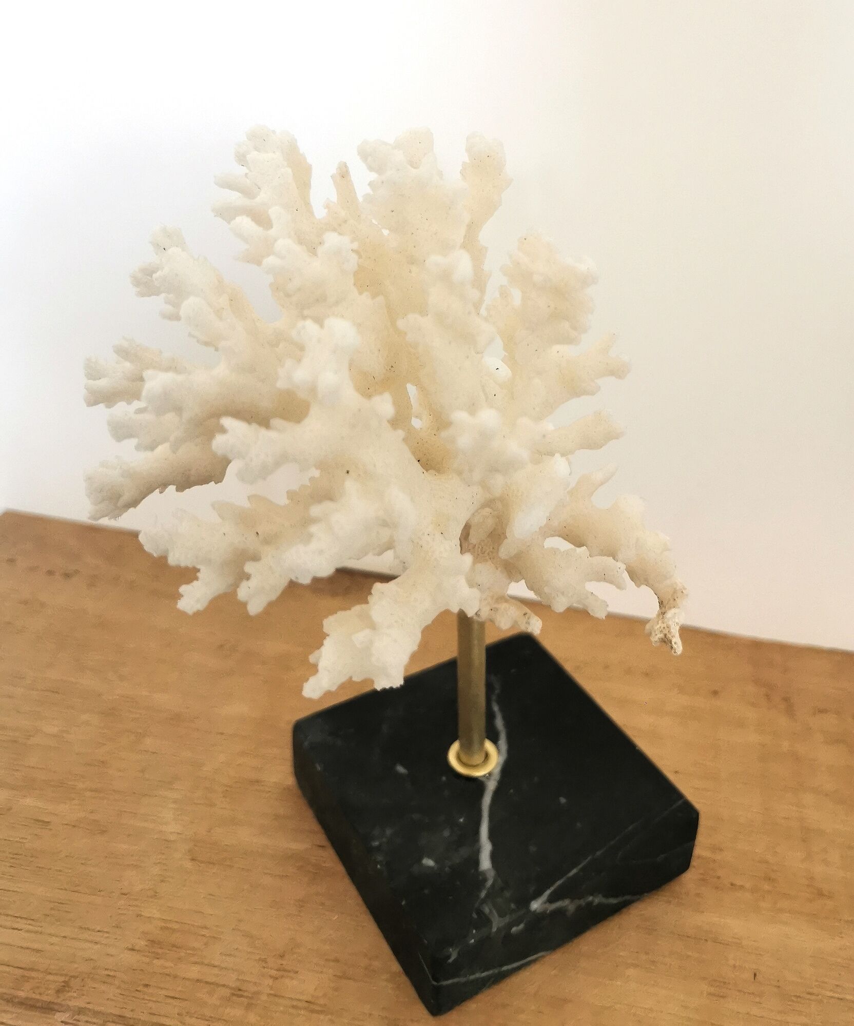 Coral branch