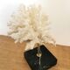 Coral branch