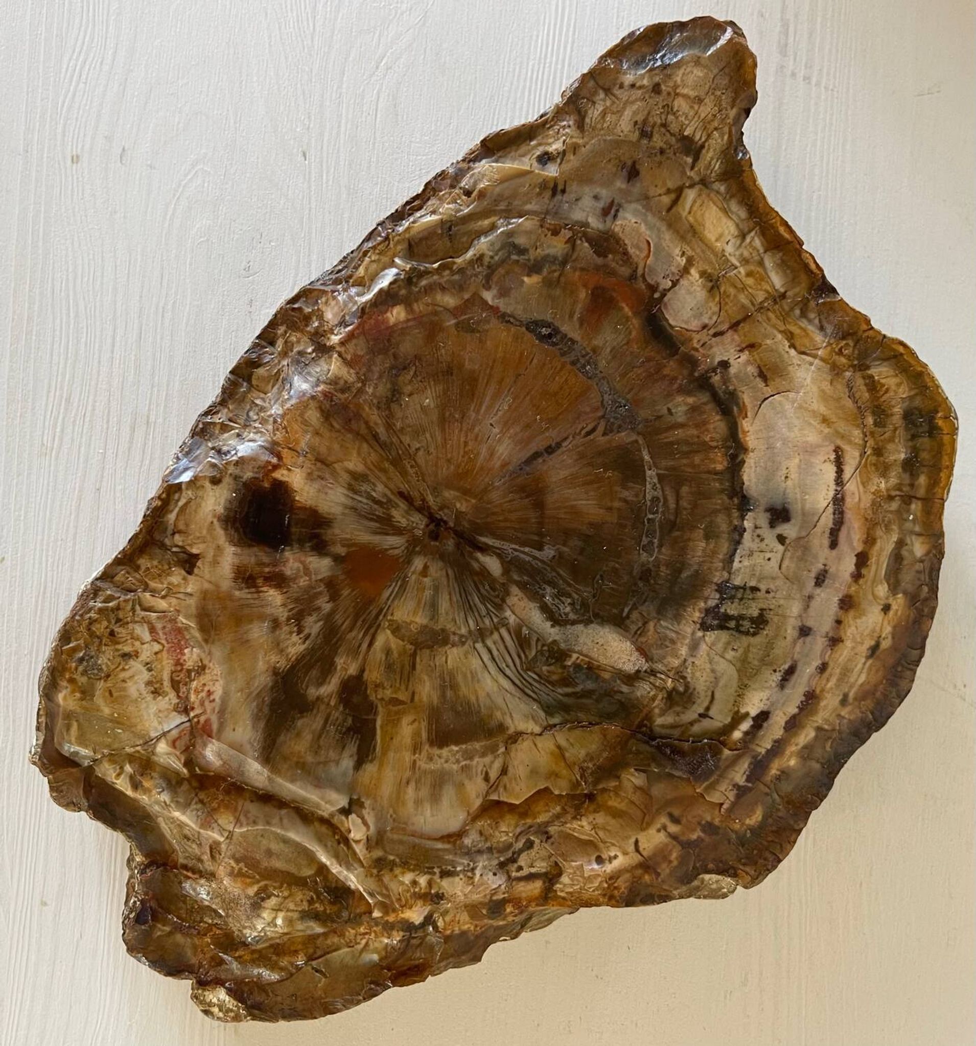 Petrified wood catchall
