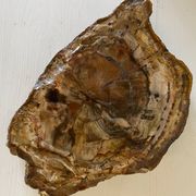 Petrified wood catchall