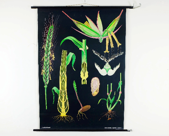 Vintage school chart rye botanical poster by Jung Koch Quentell for Hagemann 1960s